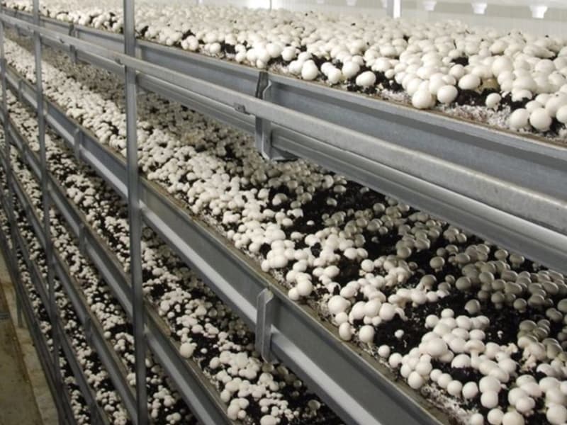 Protection contre les champignons grâce aux systèmes de chambre froide