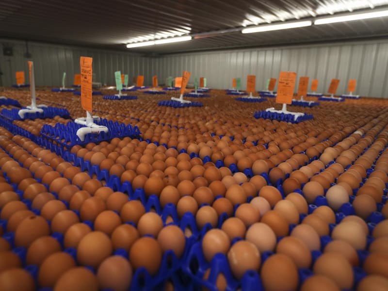Stockage des œufs dans un entrepôt frigorifique